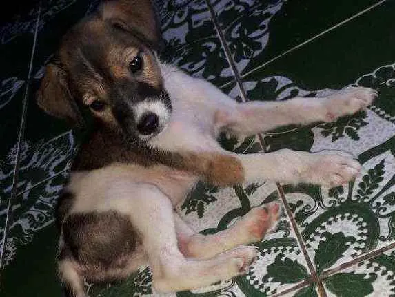 Cachorro raça  idade 2 a 6 meses nome Não tem nome