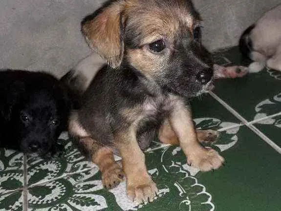 Cachorro raça  idade 2 a 6 meses nome Não tem nome