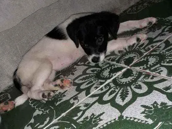 Cachorro raça  idade 2 a 6 meses nome Não tem nome