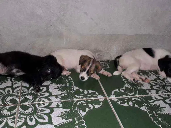Cachorro raça  idade 2 a 6 meses nome Não tem nome