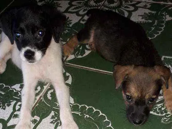 Cachorro raça  idade 2 a 6 meses nome Não tem nome