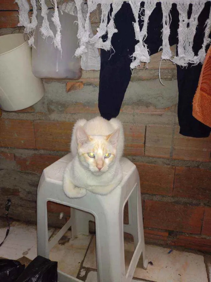 Gato ra a Felina  idade Abaixo de 2 meses nome Yoda