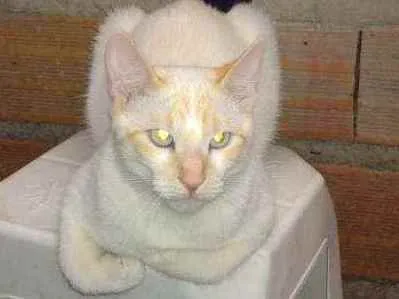 Gato ra a Felina  idade Abaixo de 2 meses nome Yoda