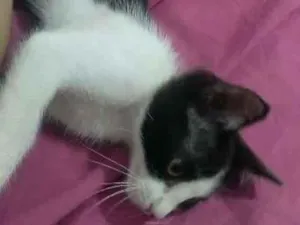 Gato raça SRD-ViraLata idade Abaixo de 2 meses nome não tem ainda