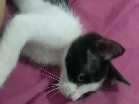 Gato ra a SRD-ViraLata idade Abaixo de 2 meses nome não tem ainda