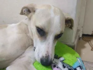 Cachorro raça MIX idade  nome BRANCO
