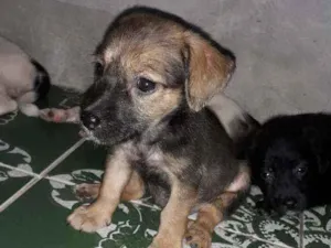 Cachorro raça  idade 2 a 6 meses nome Não tem nome