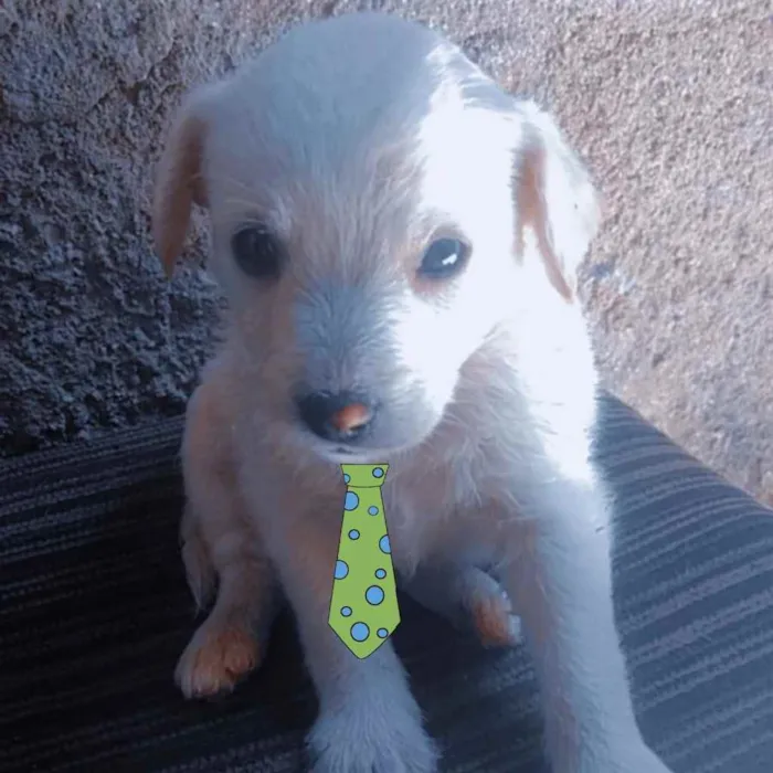 Cachorro ra a Mestiço  idade 2 a 6 meses nome Luke 