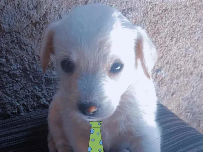 Cachorro ra a Mestiço  idade 2 a 6 meses nome Luke 