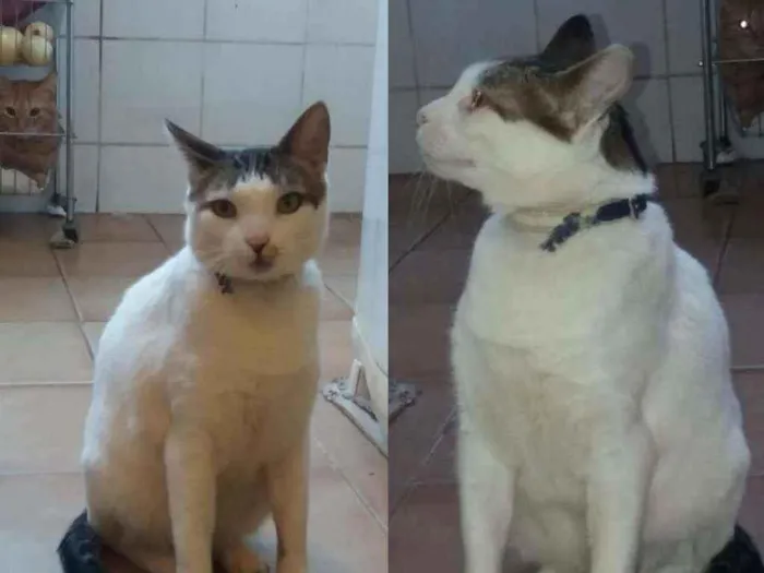 Gato ra a SRD idade 2 anos nome VÍTOR