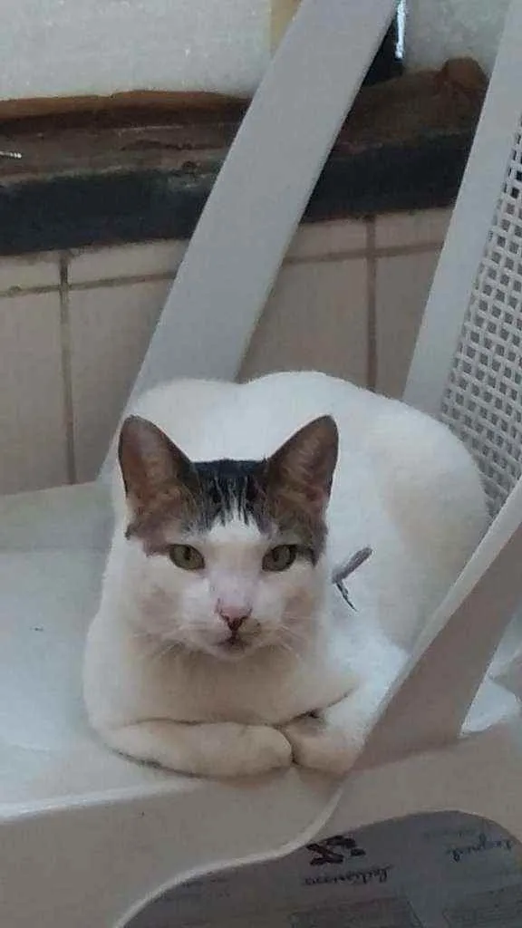 Gato ra a SRD idade 2 anos nome VÍTOR