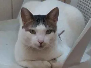 Gato raça SRD idade 2 anos nome VÍTOR