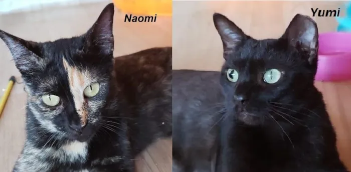 Gato ra a SRD-ViraLata idade 3 anos nome Naomi e Yumi