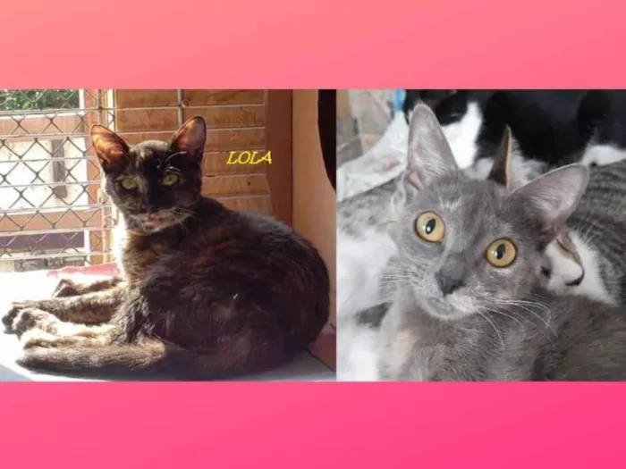 Gato ra a SRD-ViraLata idade 2 anos nome Lola e Amora Aline