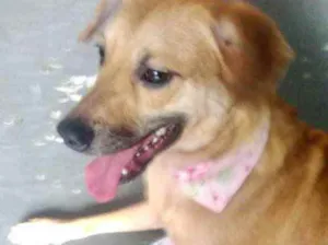 Cachorro raça Srd idade 1 ano nome Amora 