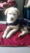 Cachorro raça Srd idade 7 a 11 meses nome Neve 