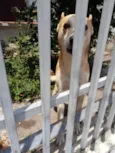 Cachorro raça Srd idade 1 ano nome Trovão muito bonzinh