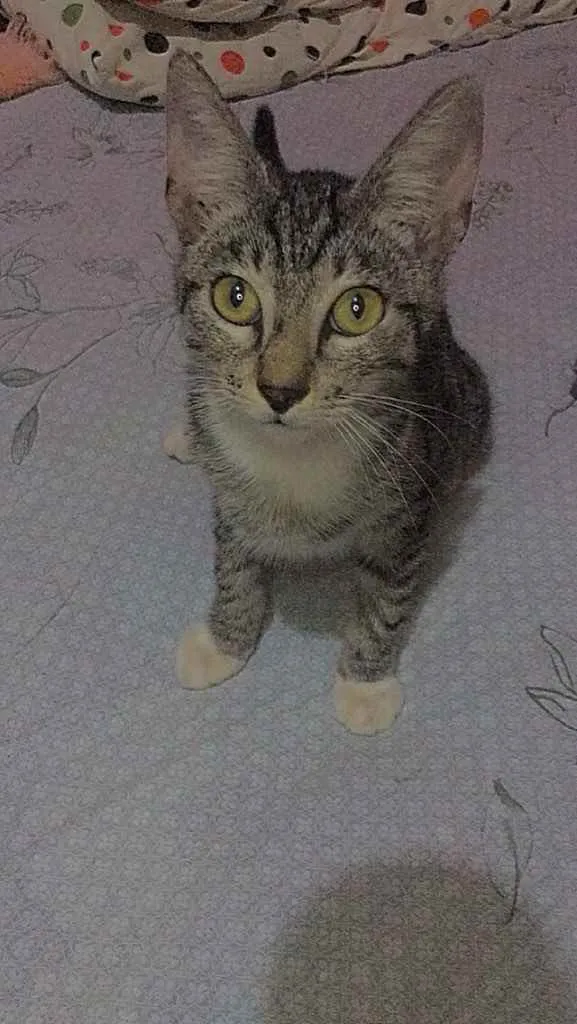 Gato raça  idade  nome Atena 