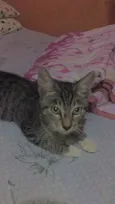 Atena 