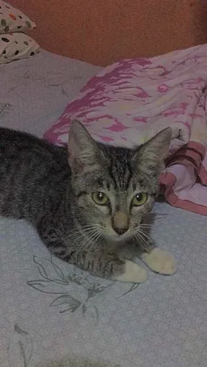 Gato raça  idade  nome Atena 