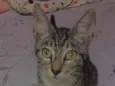Atena 