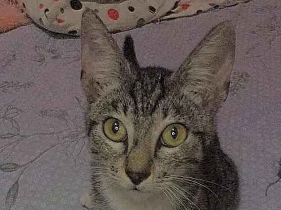 Gato raça  idade  nome Atena 