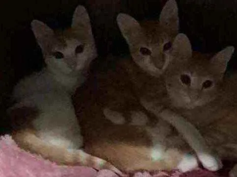 Gato raça Srd idade 2 a 6 meses nome Loirinhos