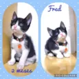 Gato raça Srd idade 2 a 6 meses nome Fred