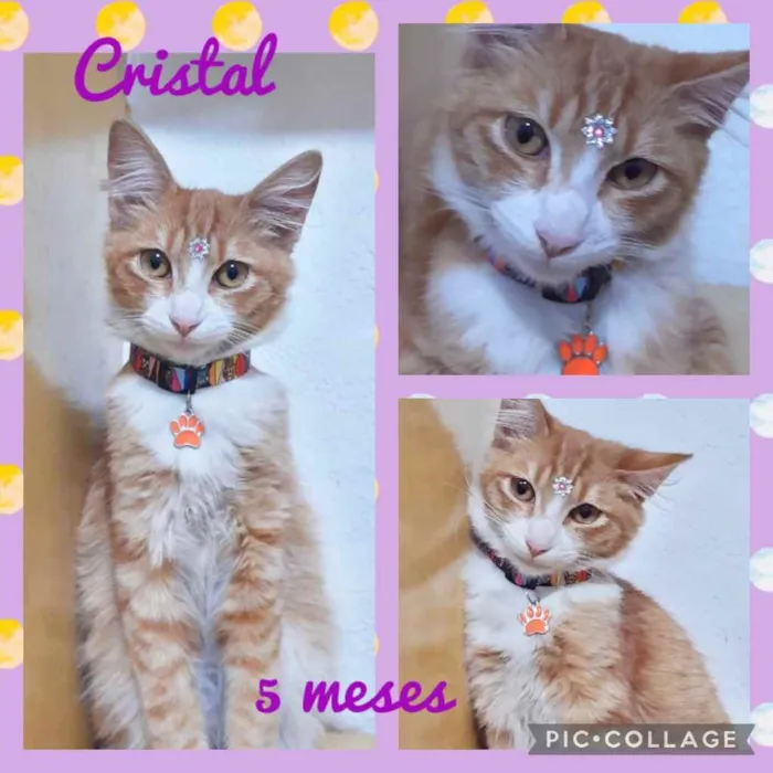 Gato ra a Srd idade 2 a 6 meses nome Cristal 