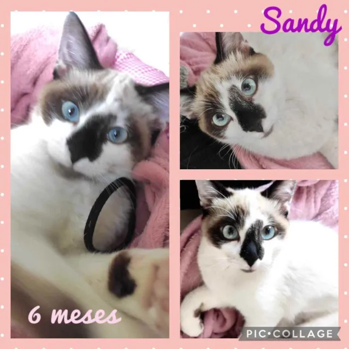 Gato ra a Srd idade 2 a 6 meses nome Sandy