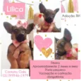 Lilica