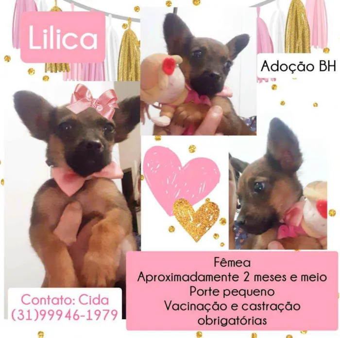Cachorro raça Srd idade 2 a 6 meses nome Lilica