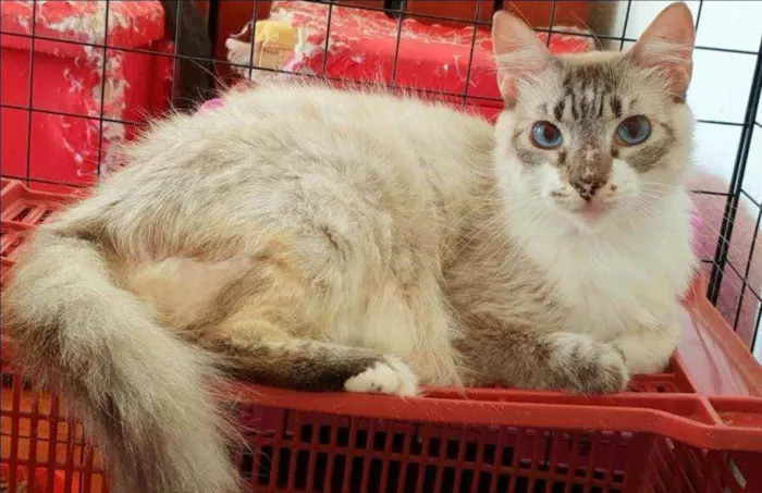Gato ra a SRD idade 6 ou mais anos nome ...