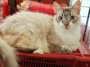 Gato raça SRD idade 6 ou mais anos nome ...