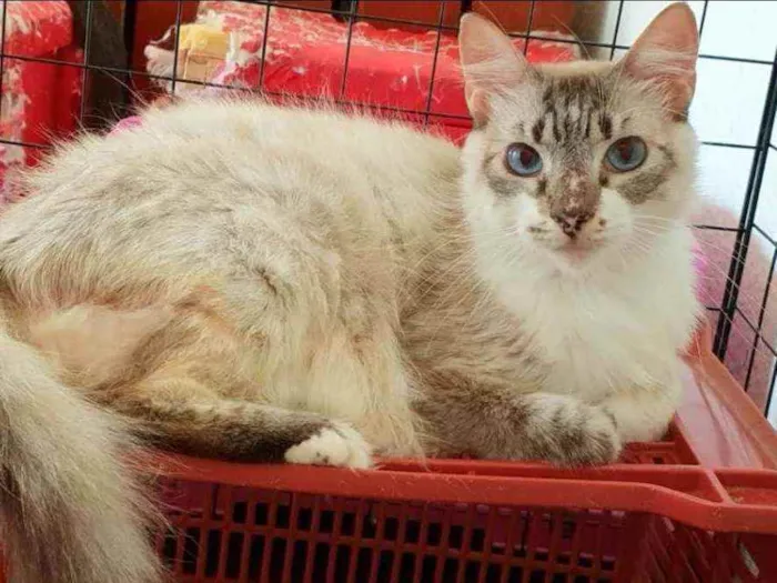Gato ra a SRD idade 6 ou mais anos nome ...