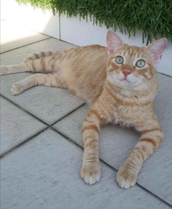 Gato ra a SRD idade 1 ano nome Caramelo