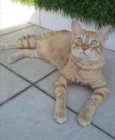 Caramelo