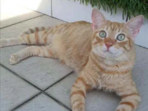 Gato raça SRD idade 1 ano nome Caramelo