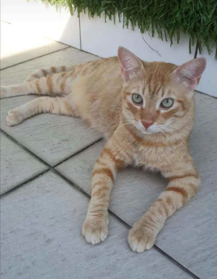 Gato ra a SRD idade 1 ano nome Caramelo