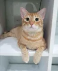 Caramelo