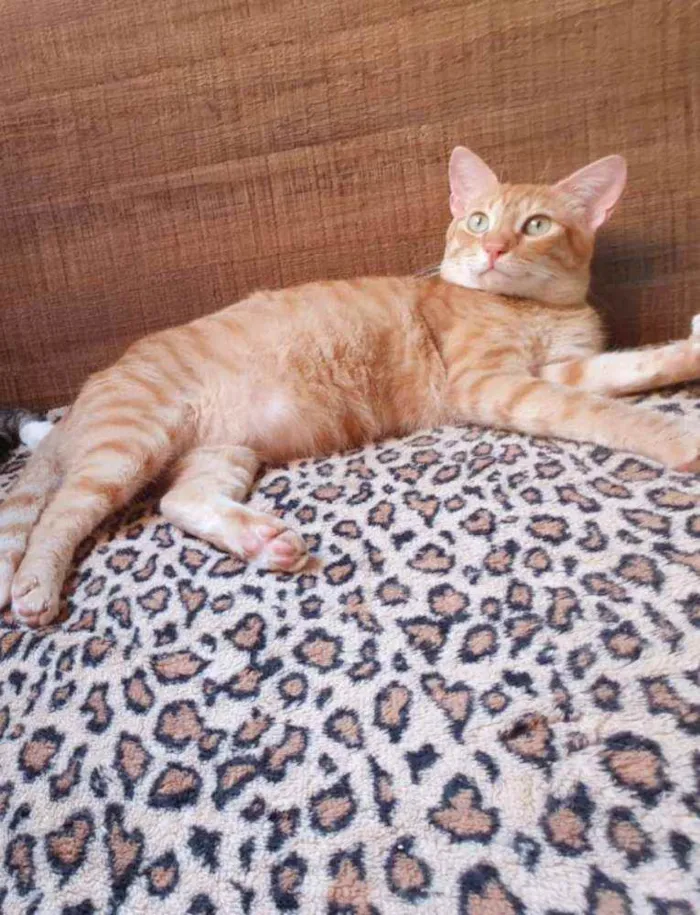 Gato ra a SRD idade 1 ano nome Caramelo