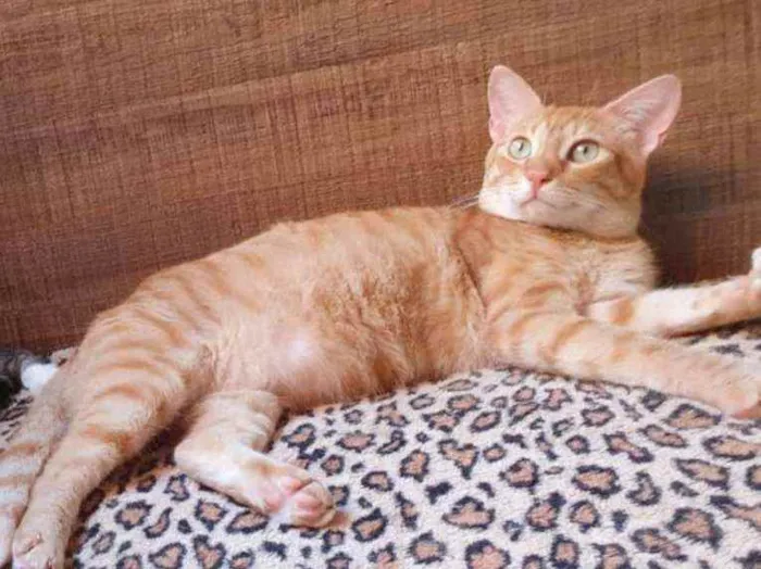 Gato ra a SRD idade 1 ano nome Caramelo