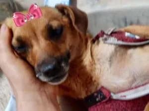 Cachorro raça Mestiça  idade 7 a 11 meses nome Mel 