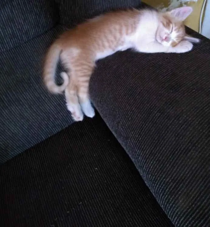 Gato ra a Vira lata  idade 2 a 6 meses nome Recém-nascido 