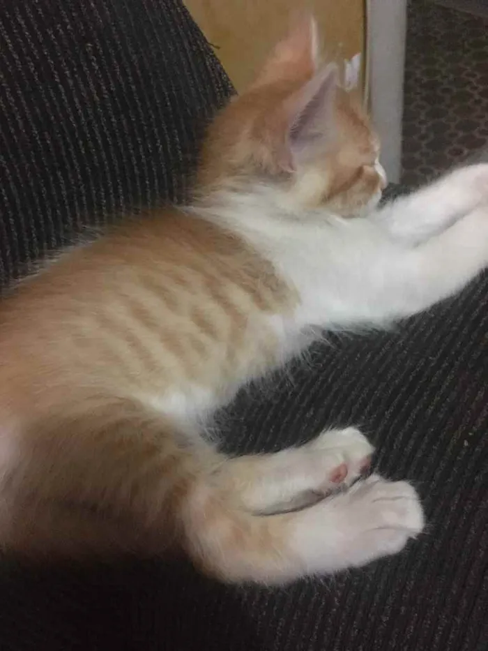 Gato ra a Vira lata  idade 2 a 6 meses nome Recém-nascido 