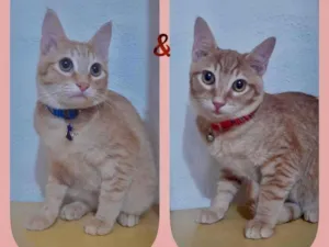 Gato raça Srd idade 2 a 6 meses nome Blond e Yellow