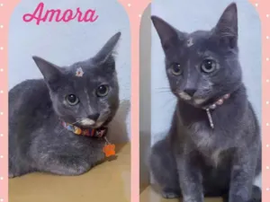 Gato raça Srd idade 2 a 6 meses nome Amora