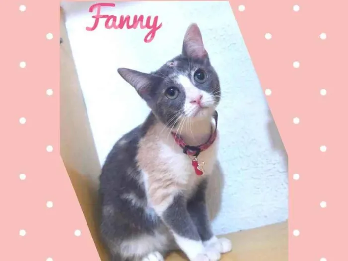 Gato ra a Srd idade 2 a 6 meses nome Fanny
