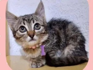 Gato raça Srd idade 2 a 6 meses nome Mel