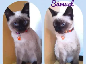 Gato raça Srd idade 2 a 6 meses nome Samuel